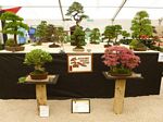 2013 Ayr Flower Show Bonsai