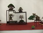 Other Bonsai Exhibition Images