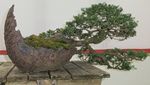 Descriptive bonsai image