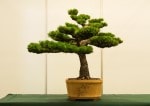 European Larch Bonsai Tree - GS2017 Bonsai Show