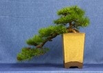 European Larch Bonsai Tree - GS2017 Bonsai Show