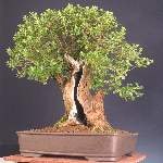 This escallonia was selected as Best in Show at the SBA annual show 2011.
