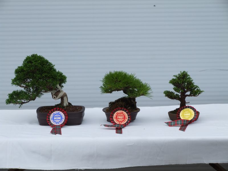  - Gardening_Scotland_Bonsai_Winners_2012_021