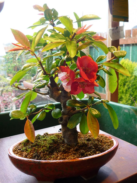 Quince - Japanese Bonsai Tree Type (Outdoors)
