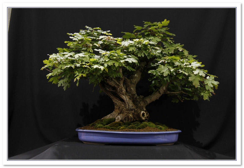 Field Maple (Acer Campestre) Bonsai Tree Type (Outdoors)
