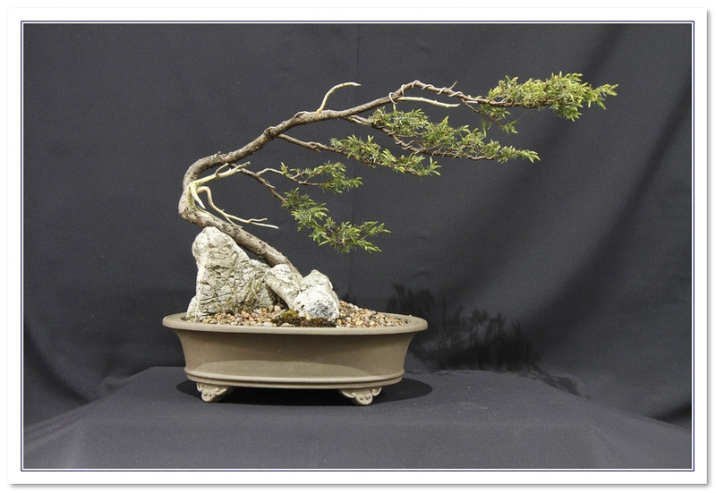 Needle Juniper (Juniperus rigida) Bonsai Tree Type (Outdoors)