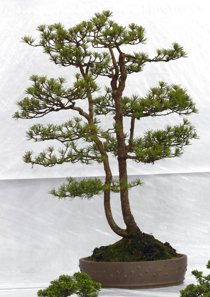 Scots Pine (Pinus Sylvestris) Bonsai Tree Type (Outdoors)