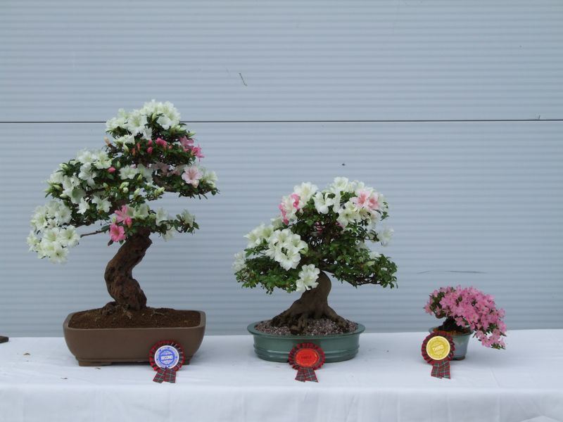 Kurume Azalea Bonsai Tree Type (Outdoors)