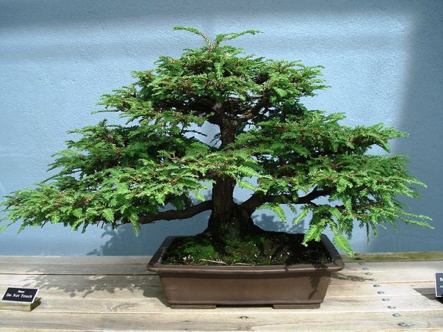 Redwood - California (Sequoia sempervirens) Bonsai Tree Type (Outdoors)