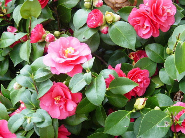 Cammellia (Camellia) Bonsai Tree Type (Outdoors)