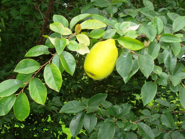 Quince - Chinese (Chaennomeles sinensis) Bonsai Tree Type (Outdoors)