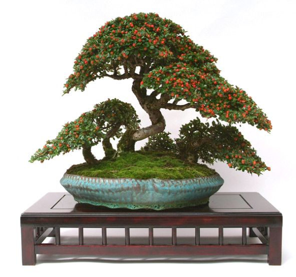 Cotoneaster (Cotoneaster) Bonsai Tree Type (Outdoors)