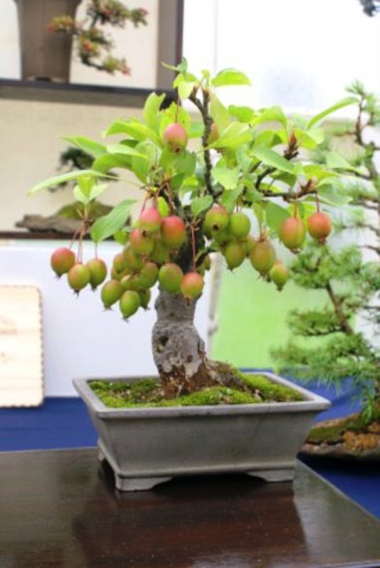 Crab Apple (Malus) Bonsai Tree Type (Outdoors)