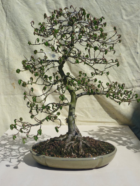 Elm - English (Ulmus procera) Bonsai Tree Type (Outdoors)