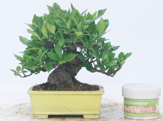 Gardenia (Gardenia jasminoides) Bonsai Tree Type (Indoors)