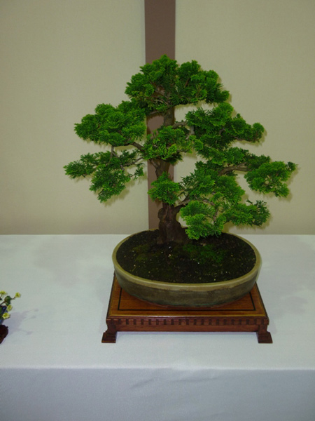 Cypress (Chamaecyparis) Bonsai Tree Type (Outdoors)