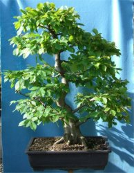 Hornbeam (Carpinus) Bonsai Tree Type (Outdoors)