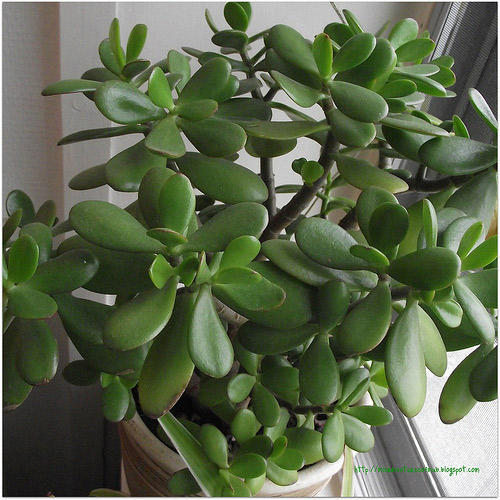 Jade -  (crassula arboresscens/ovata) Bonsai Tree Type (Indoors)
