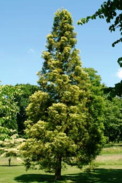 Cedar - Japanese (Cryptomeria japonica) Bonsai Tree Type (Outdoors)
