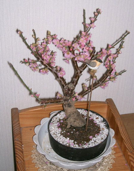 Ume (Japanese Plum) Bonsai Tree Type (Outdoors)