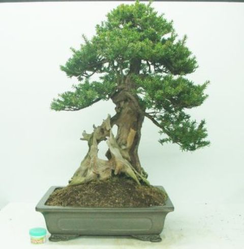 Yew - Japanese (Taxus cuspidata) Bonsai Tree Type (Outdoors)
