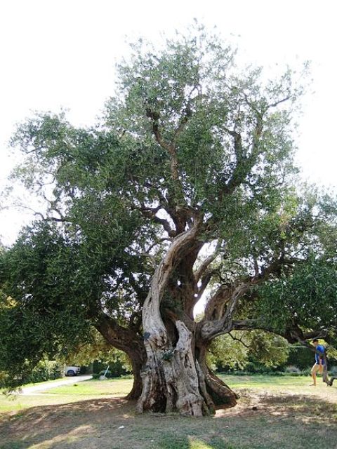 Olive (Olea europaea) Bonsai Tree Type (Indoors)