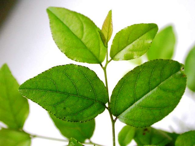 Sageretia (Sageretia Theezans) Bonsai Tree Type (Indoors)