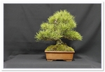 Bonsai Show Tree