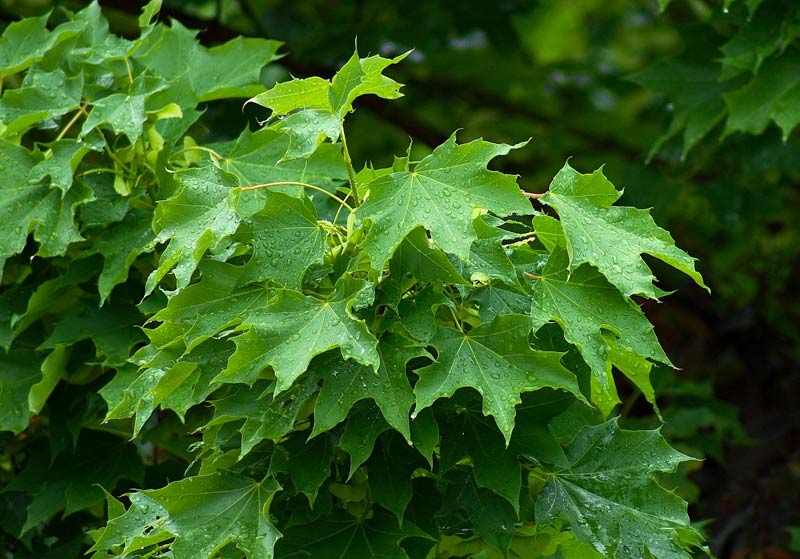 Acer Platanoides (Norway Maple) - Bonsai Tree Type (Outdoors)