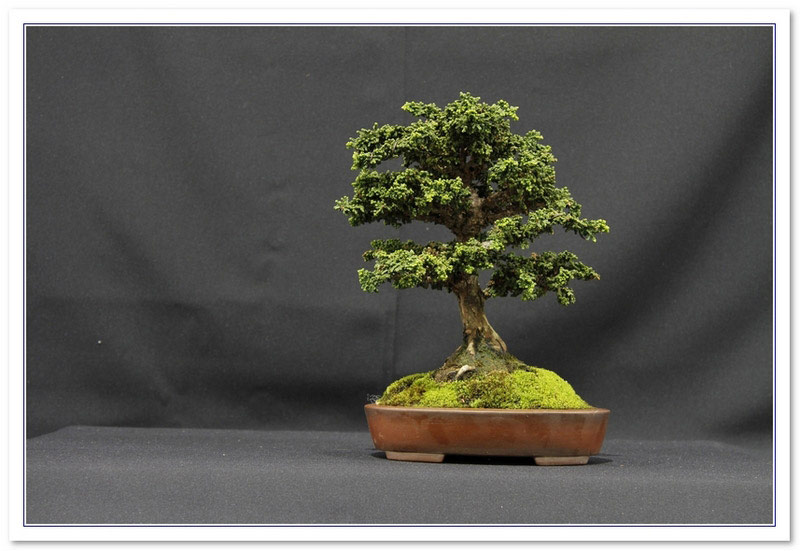 Chamaecyparis obtusa  Bonsai Tree Type (Outdoors) image