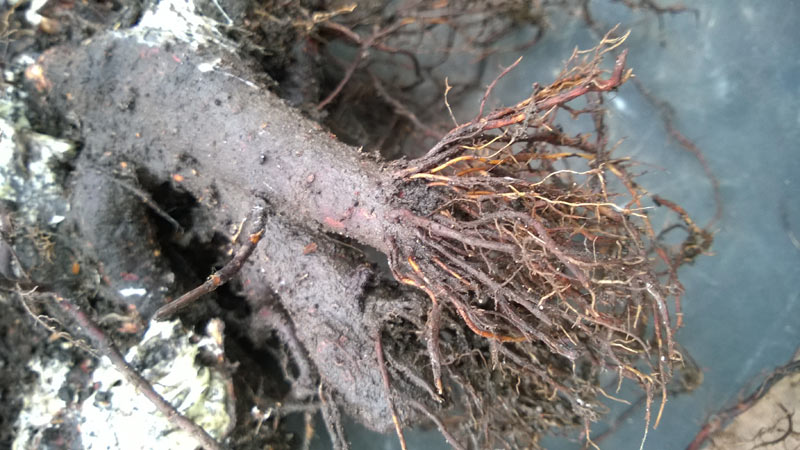 Feeder Roots - Bonsai Tree Parts