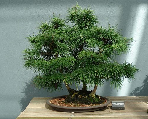 Golden Larch Bonsai Tree Type (Outdoors) image