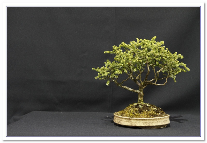 Picea Species Bonsai Tree Type (Outdoors)