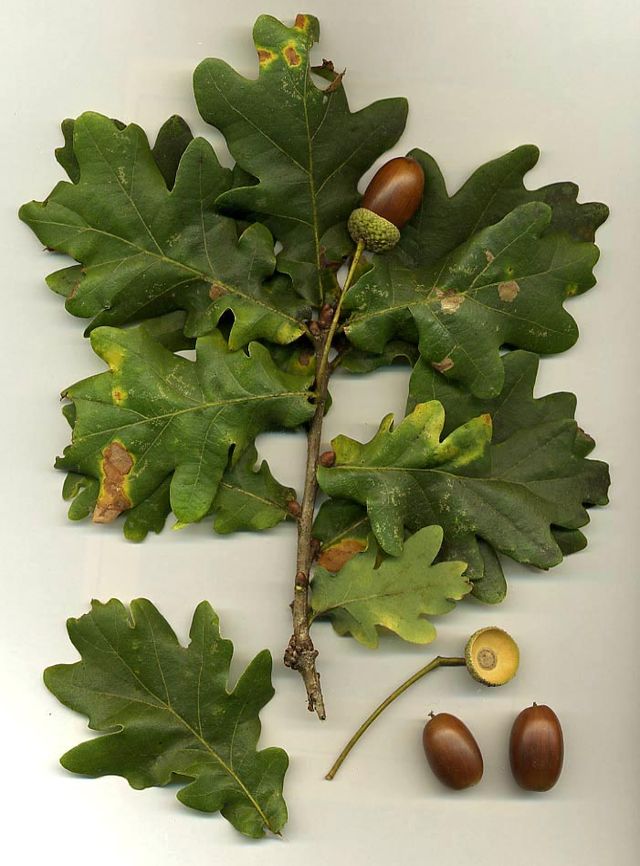 Quercus - Bonsai Tree Type (Outdoors)
