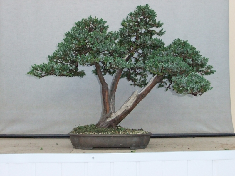 Sankan - Bonsai Tree Style