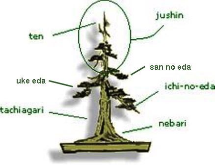 San no eda - Bonsai Tree Parts