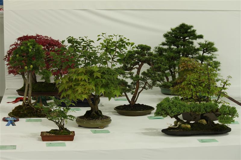 Bonsai Tree Species Bonsai Tree Type (Outdoors) image