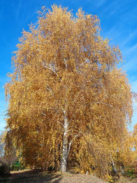 Birch (European White) - Bonsai Tree Type (Outdoors)