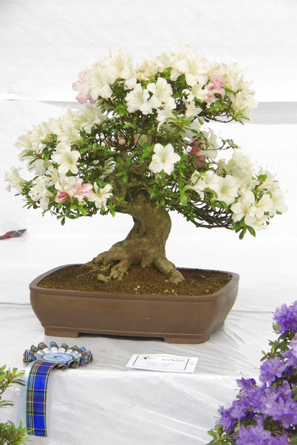 Satsuki Azalea (Rhododendron Indicum) - Bonsai Tree Type (Outdoors)