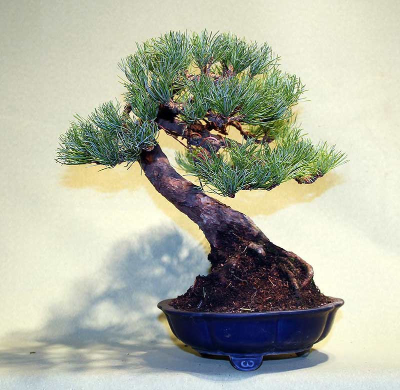 bonsai-at16.jpg image
