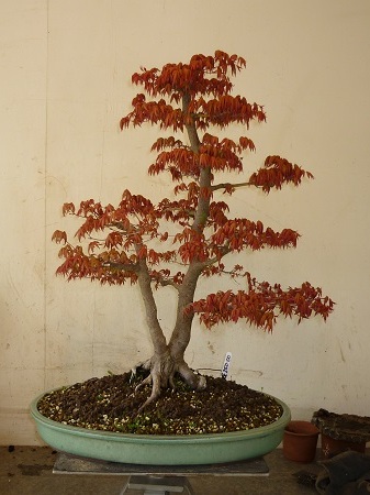 Acer Palmatum - Bonsai Tree Type (Outdoors)