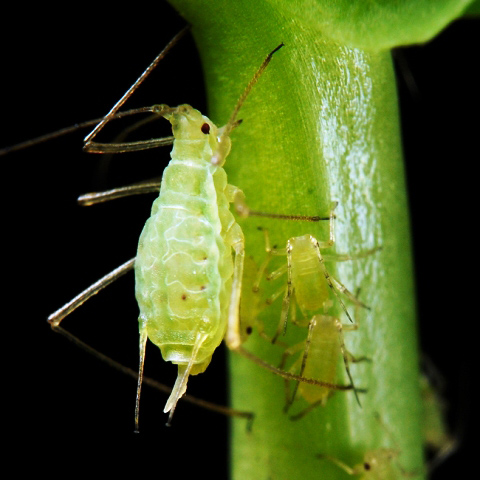 Aphids Bonsai Pests and Diseases image