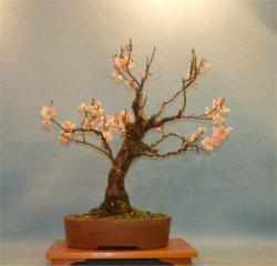 Apricot (Prunus mume) - Bonsai Tree Type (Outdoors)