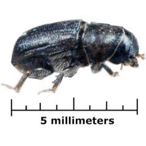 Bark beetle Bonsai Pests and Diseases
