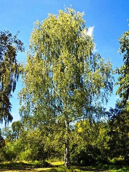 Birch Species - Bonsai Tree Type (Outdoors)