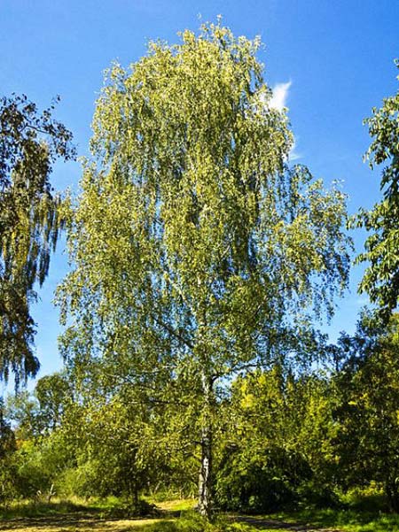 Birch - Silver (Betula Pendula) Bonsai Tree Type (Outdoors) image