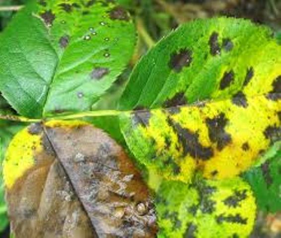 Black Spot Bonsai Pests and Diseases