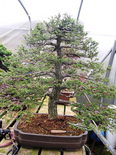 bonsai_branch_structure_01.jpg image