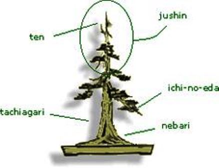 Ten (apex)  - Bonsai Tree Parts