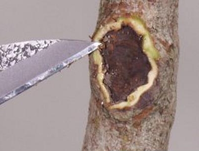 Callous - Bonsai Tree Parts